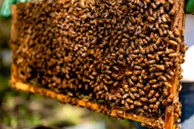 Abejas de Reserva Conchal producen miel y oportunidades laborales en Guanacaste