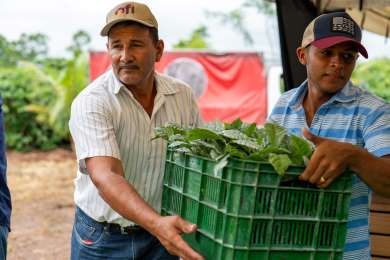 Entregan 80,000 plantas de caf resistentes a la roya como parte de su Plan Caf Presto