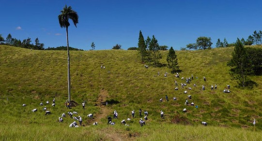 Banco Popular y sus voluntarios reforestan en colaboracin con Plan Sierra