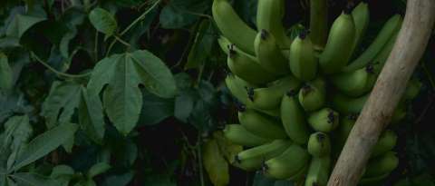 Dilogo laboral impulsa relaciones armoniosas en la industria bananera costarricense