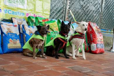 Albergues de Guatemala reciben 38 toneladas de comida para mascotas gracias a Nestl Purina