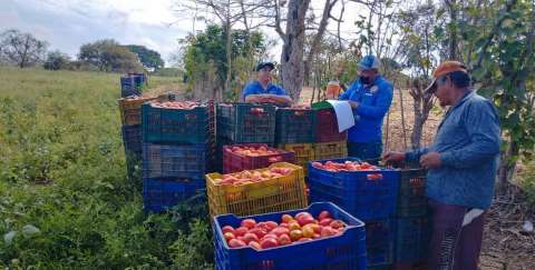 Mitradel sigue con recorridos de prevencin contra el trabajo infantil en zonas agrcolas 