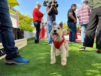 Nestl inaugura Pet Zone en Panam