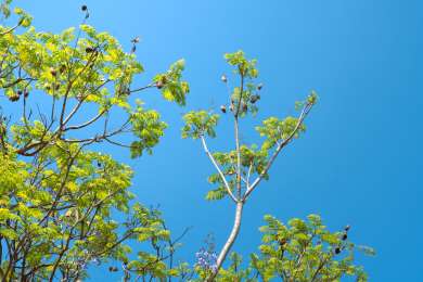 Grupo Popular emprende primera jornada de reforestacin de 2023